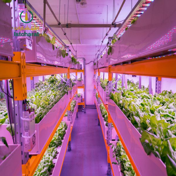 Shelves with lettuce in aquaponics system combining fish aquaculture with hydroponics, cultivating plants in water under artificial lighting, indoors