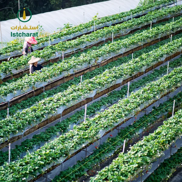 Strawberry hanging farm full of ripe strawberries