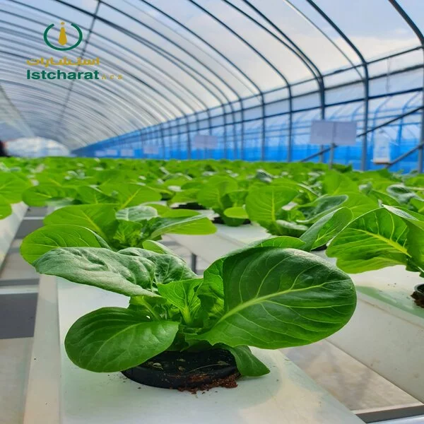 Vertical farming is sustainable agriculture for future food.