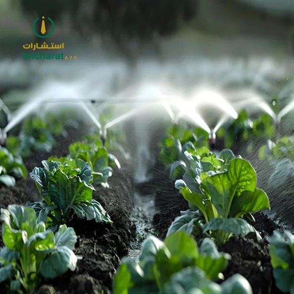 Drip irrigation system in action watering plants in a vegetable field. Concept Agricultural Technology, Water Conservation, Farming Innovations, Sustainable Agriculture